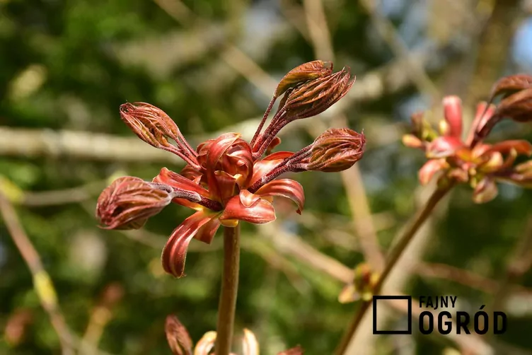 Klon zwyczajny 'Purple Globe' Klon zwyczajny 'Purple Globe'