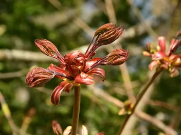 Klon pospolity 'Purple Globe' - zdjęcie 2