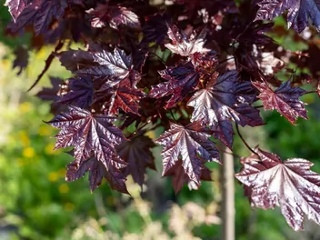 Klon pospolity 'Purple Globe' - zdjęcie 3