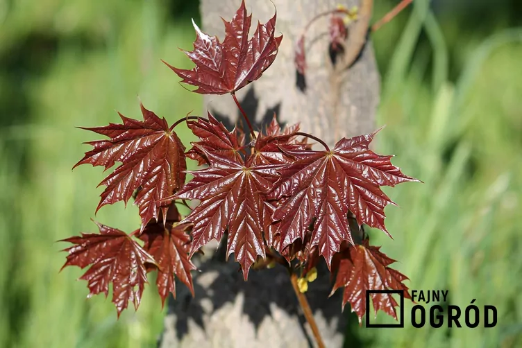 Klon pospolity 'Purple Globe'