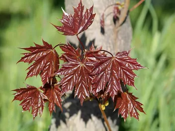 Ilustracja rośliny klon pospolity 'purple globe'