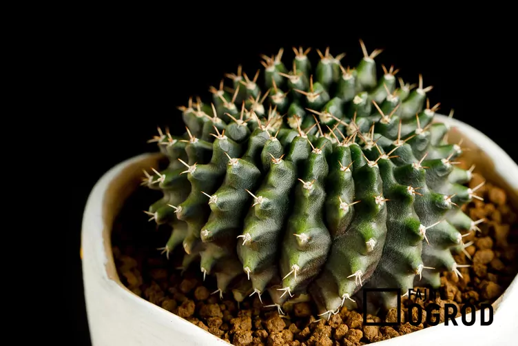 Gymnokalicium Mihanovicha