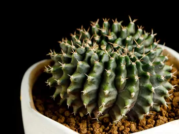 Gymnokalicium Mihanovicha - zdjęcie 2