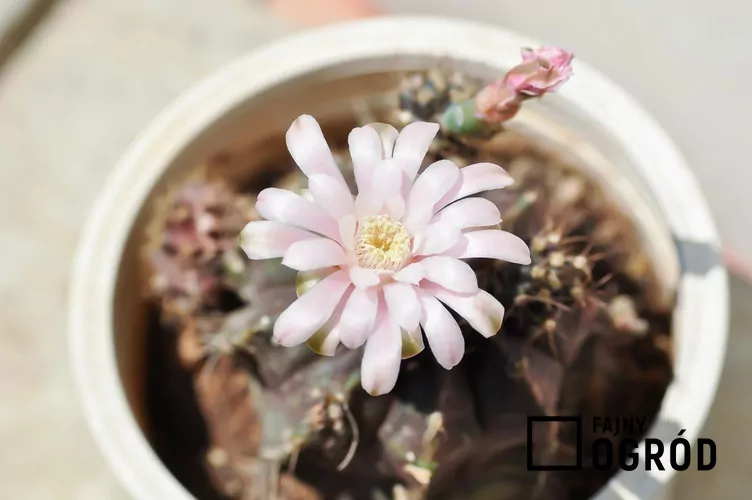 Gymnokalicium Mihanovicha