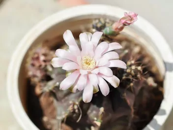 Gymnokalicium Mihanovicha - zdjęcie 3