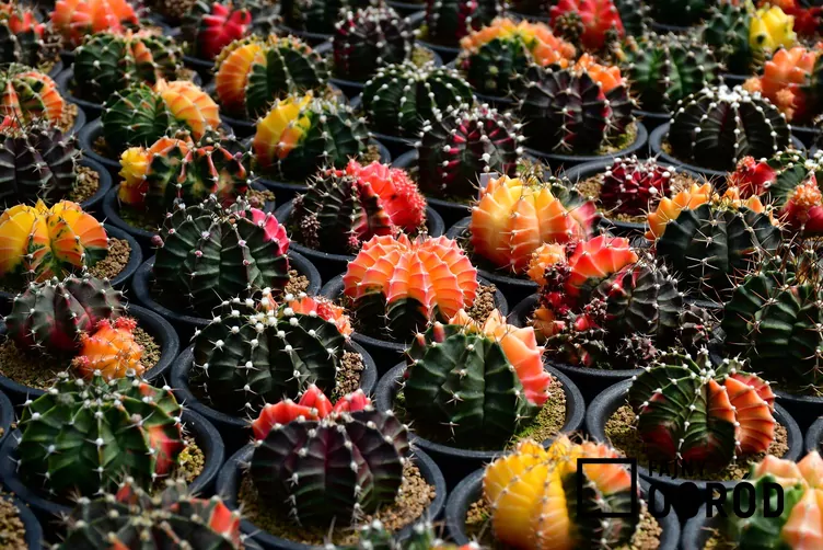 Gymnokalicium Mihanovicha