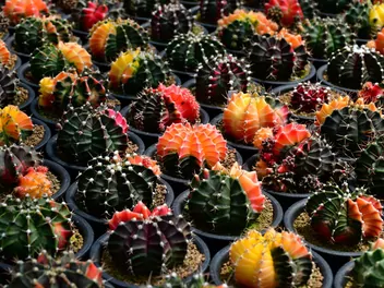 Gymnokalicium Mihanovicha - zdjęcie 4