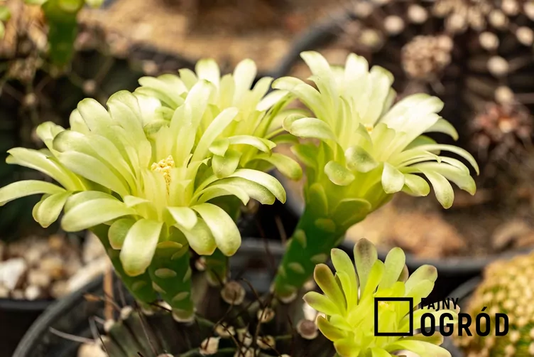 Gymnokalicium Mihanovicha - zdjęcie 5