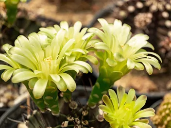 Gymnokalicium Mihanovicha - zdjęcie 5