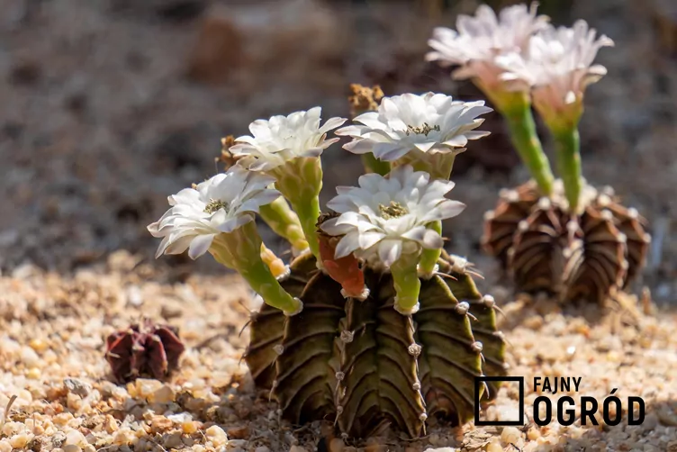 gymnokalicium-1 Gymnokalicium Mihanovicha