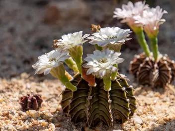 Ilustracja rośliny gymnokalicium mihanovicha