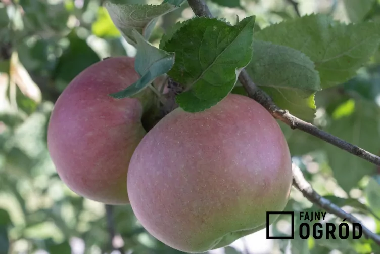 Jabłoń malinówka oberlandzka Jabłoń malinówka oberlandzka