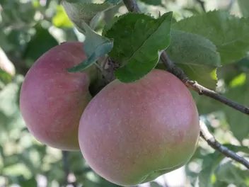 Jabłoń 'Malinowa Oberlandzka' - zdjęcie 2