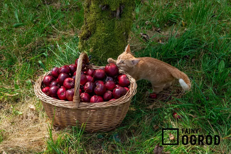Jabłoń 'Malinowa Oberlandzka' Jabłoń 'Malinowa Oberlandzka'