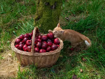 Jabłoń 'Malinowa Oberlandzka' - zdjęcie 3