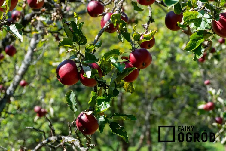 Jabłoń 'Malinowa Oberlandzka'