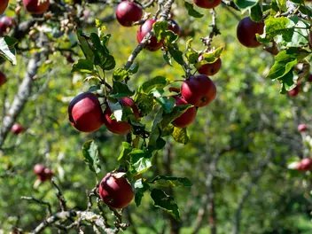 Ilustracja rośliny jabłoń 'malinowa oberlandzka'