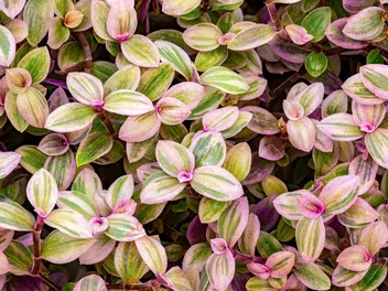 Ilustracja rośliny smużyna płożąca 'pink lady'