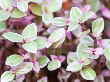 Smużyna płożąca 'Pink Lady' - zdjęcie 2