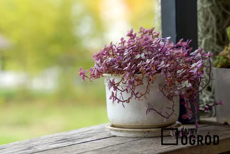 Smużyna płożąca 'Pink Lady'