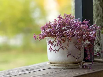 Smużyna płożąca 'Pink Lady' - zdjęcie 3