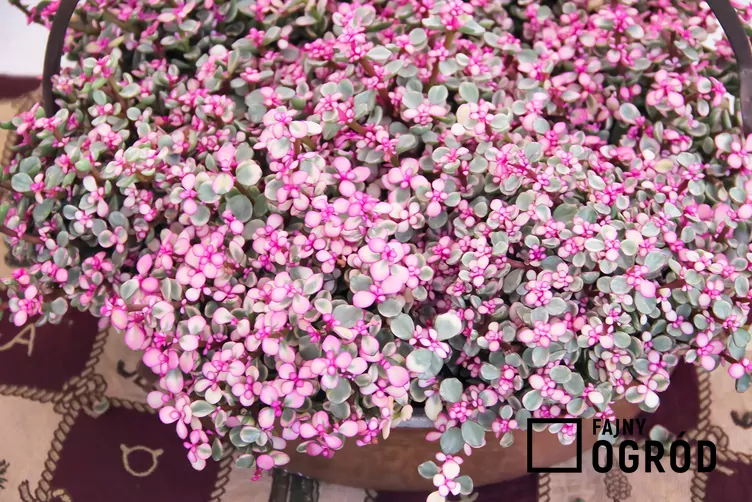 Smużyna płożąca 'Pink Lady'