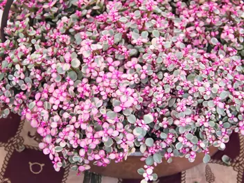 Smużyna płożąca 'Pink Lady' - zdjęcie 4