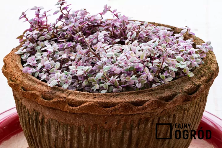 Smużyna płożąca 'Pink Lady' - zdjęcie 5