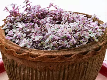 Smużyna płożąca 'Pink Lady' - zdjęcie 5