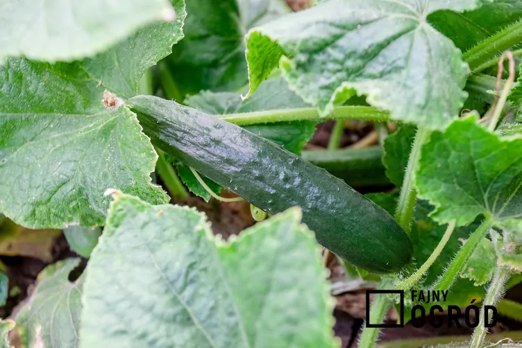 ogorek-wezowy-1 Ogórek 'Chinese Slangen'
