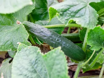Ilustracja rośliny ogórek 'chinese slangen'