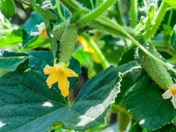 Ogórek 'Chinese Slangen' - zdjęcie 2