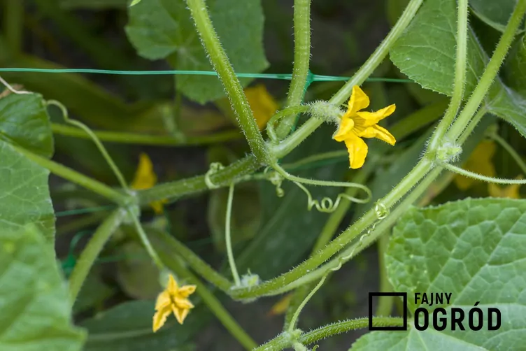 Ogórek 'Chinese Slangen'