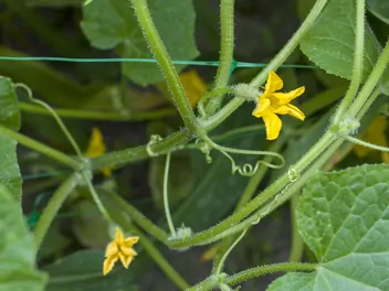 Ogórek 'Chinese Slangen' - zdjęcie 3