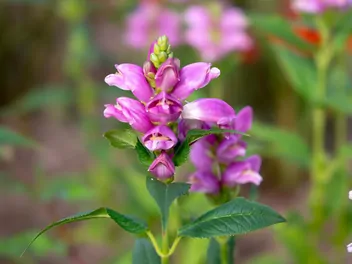 Ilustracja rośliny żółwik ukośny