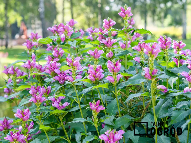 Żółwik różowy Żółwik różowy