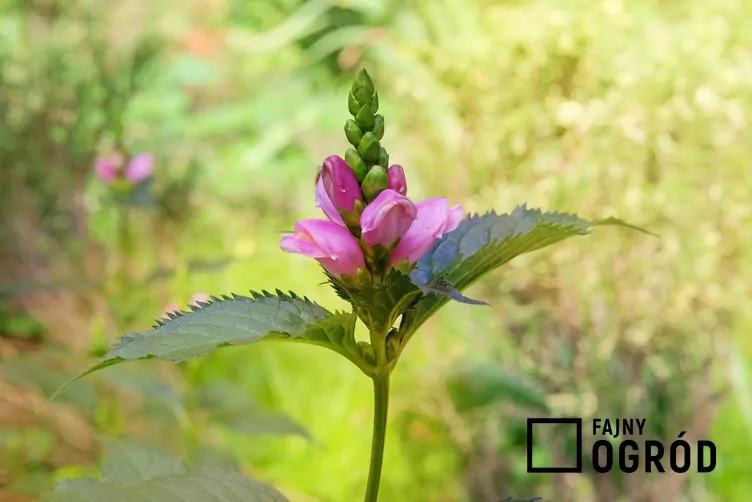 Żółwik ukośny Żółwik ukośny