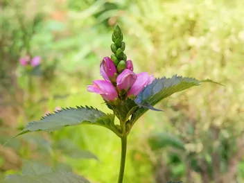 Żółwik ukośny - zdjęcie 3