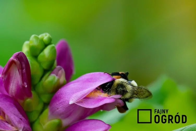 Żółwik ukośny Żółwik ukośny