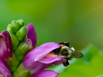 Żółwik ukośny - zdjęcie 4