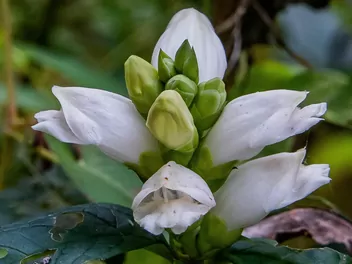 Żółwik ukośny - zdjęcie 5