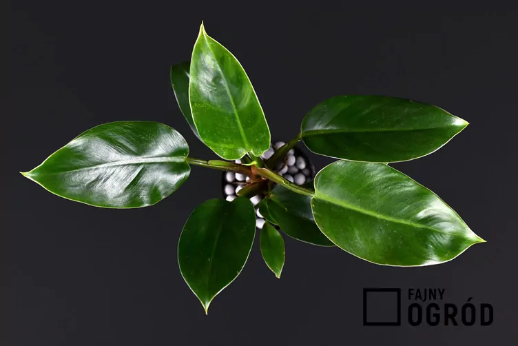 Filodendron imperial green Filodendron imperial green