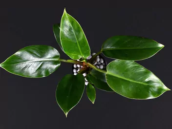 Filodendron 'Imperial Green' - zdjęcie 2