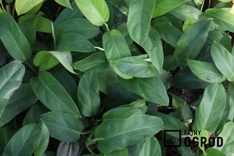 Filodendron 'Imperial Green' Filodendron 'Imperial Green'