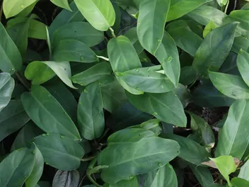 Filodendron 'Imperial Green' - zdjęcie 3