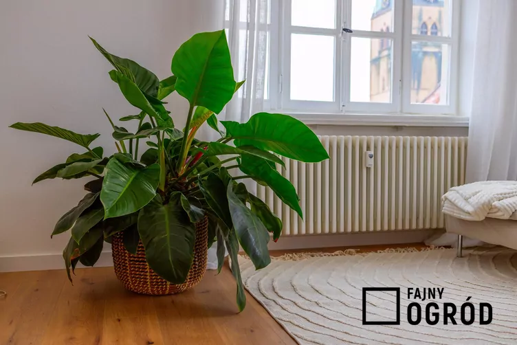 Filodendron 'Imperial Green' Filodendron 'Imperial Green'