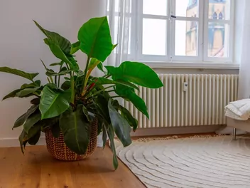 Filodendron 'Imperial Green' - zdjęcie 4