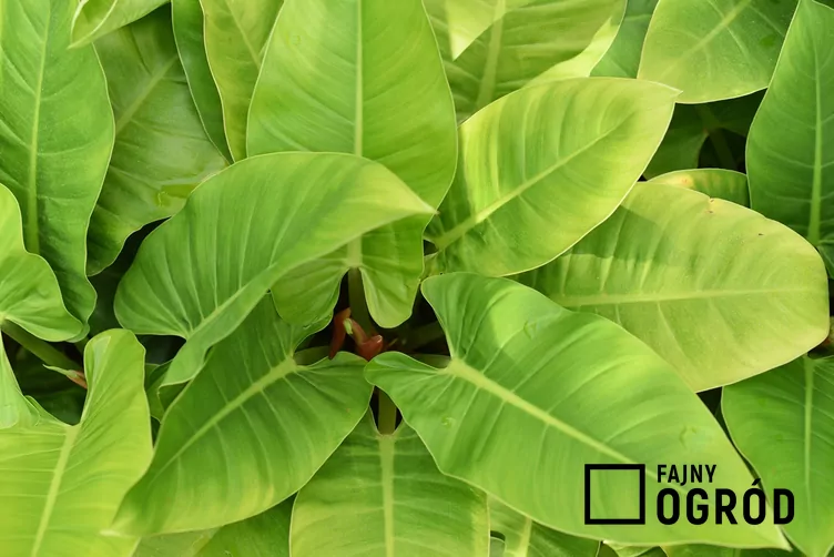 Filodendron 'Imperial Green' - zdjęcie 5 Filodendron 'Imperial Green' - zdjęcie 5