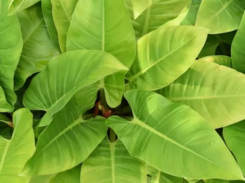 Filodendron 'Imperial Green' - zdjęcie 5