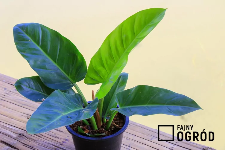 Filodendron 'Imperial Green'